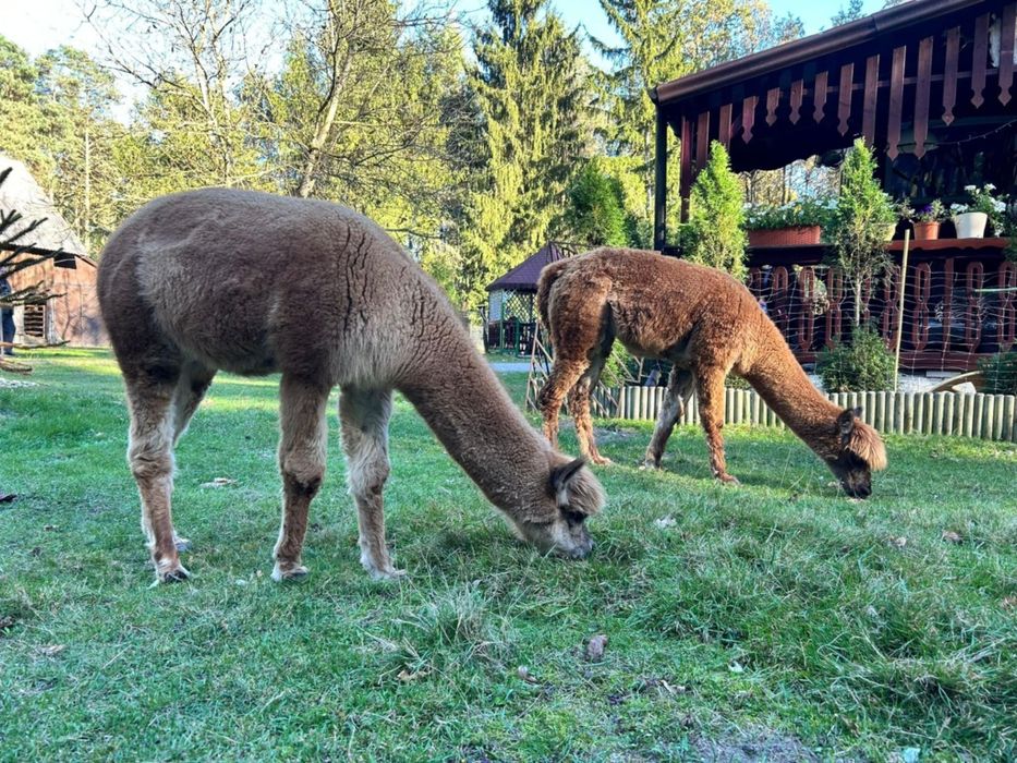 Alpaki - sprzedam