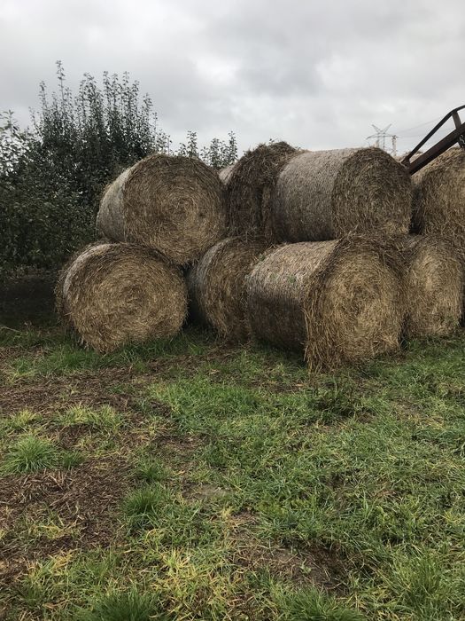 Sprzedam słome pszenną