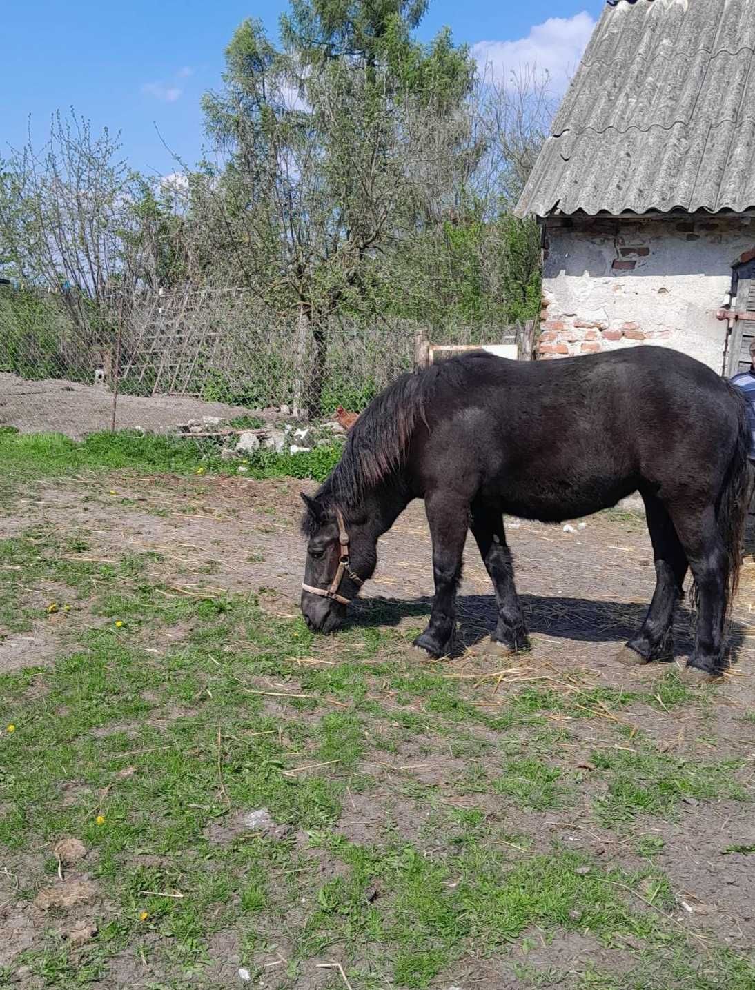 Źróbka na sprzedanie