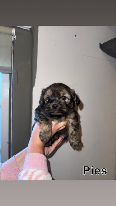 Pieski szukają domu!!