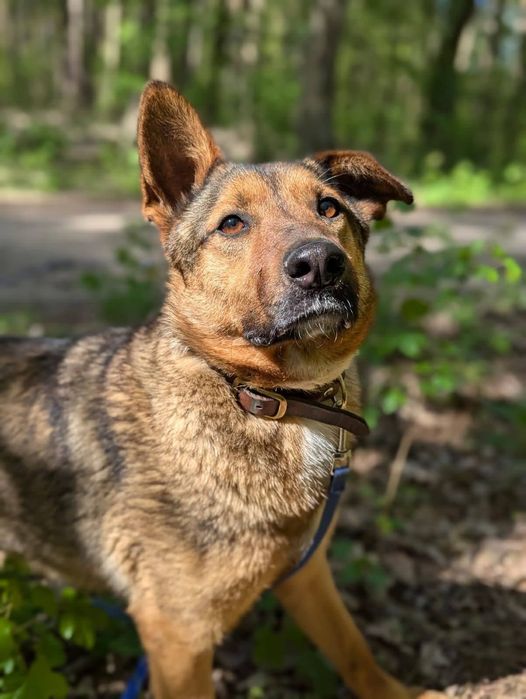 Cudowny Tango szuka domu!