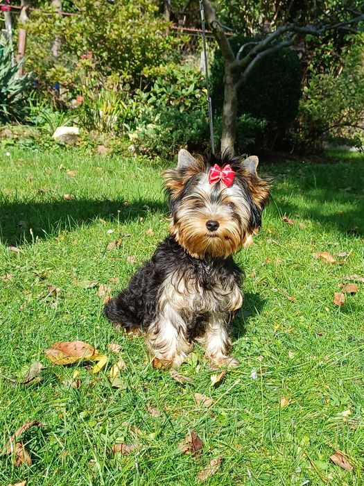Szczeniak Yorkshire terrier
