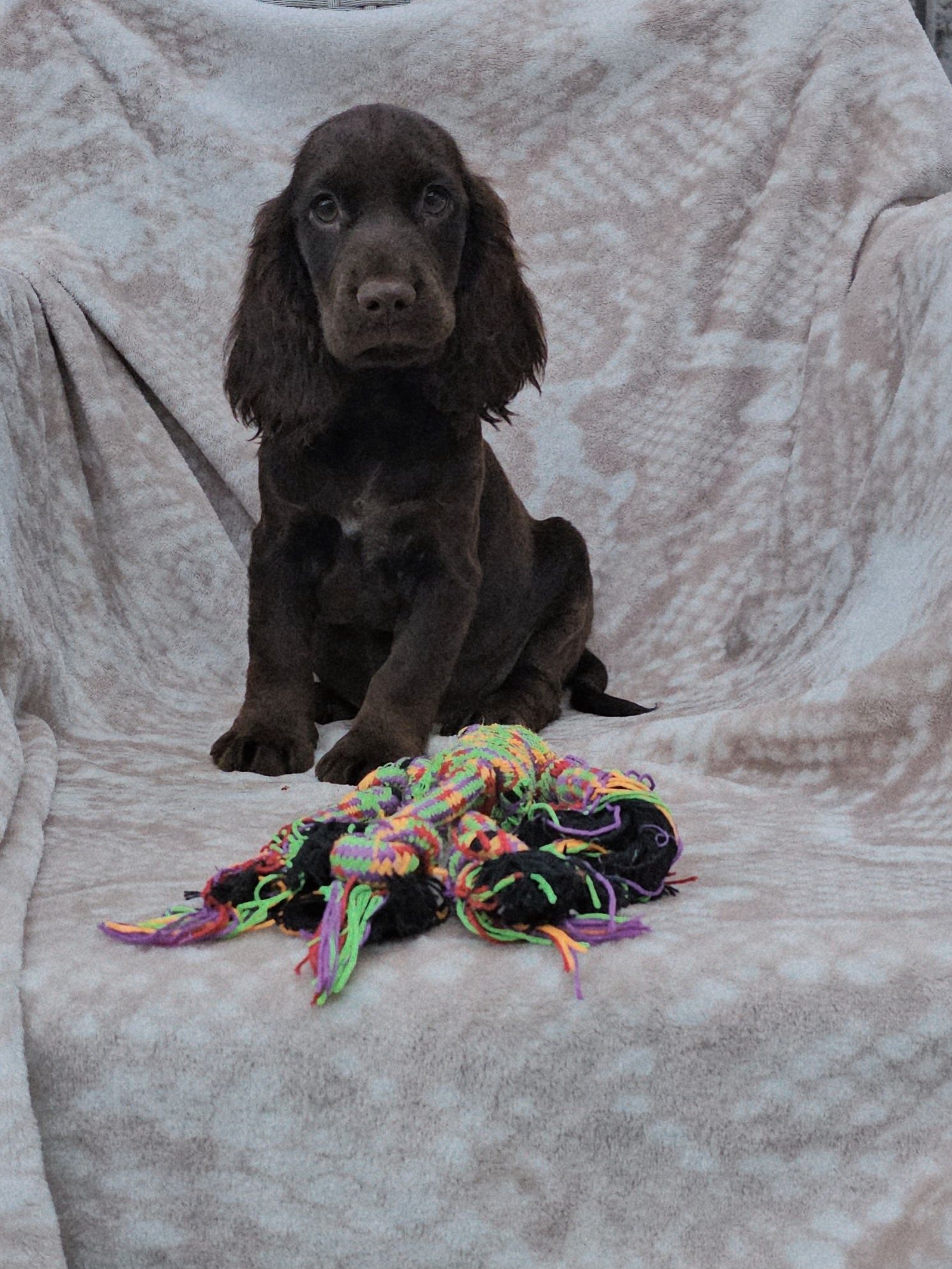 Lindo e Meigo Cocker Spaniel Inglês