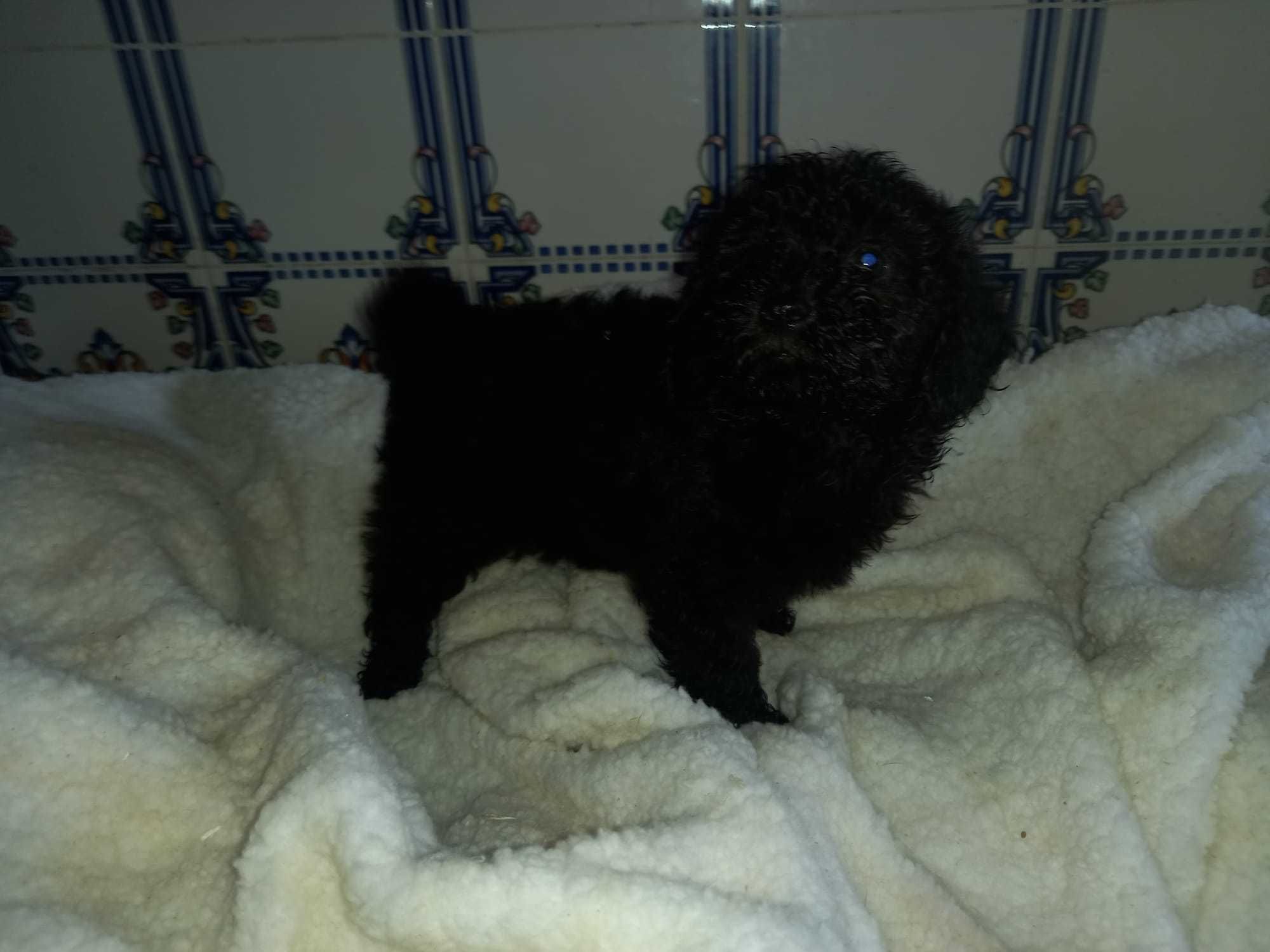 Magnífica femea Caniche Toy