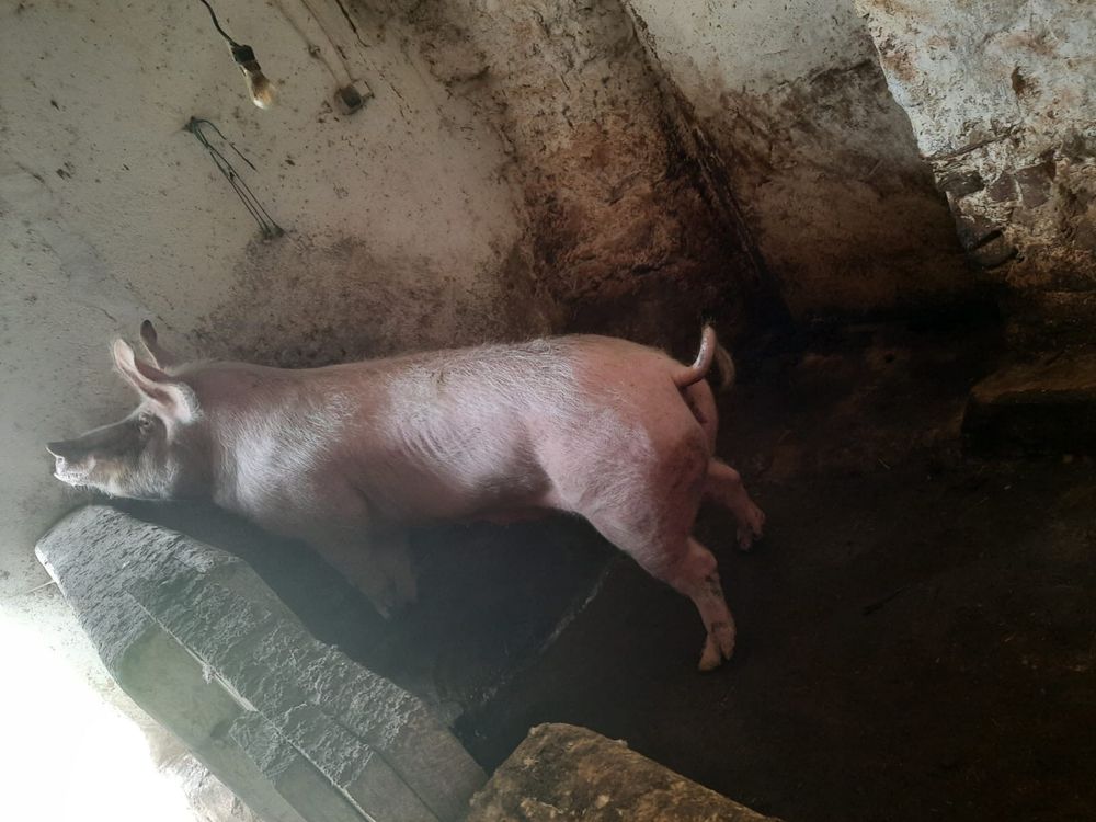 Porca para criacao de leitoes