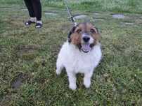 Parson russel terrier FCI