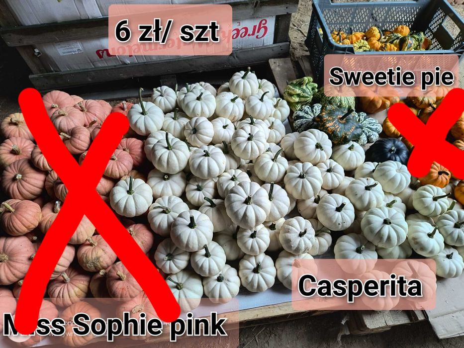 Dynie ozdobne różne kształty, kolory i wielkość