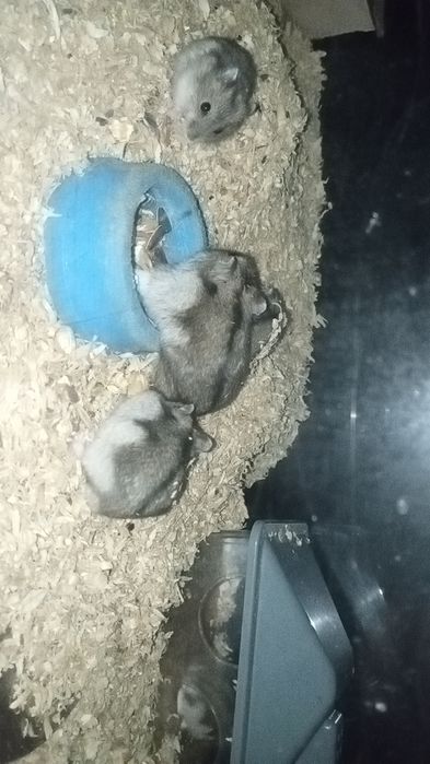 Chomiki Dżungarskie Oddam za darmo!