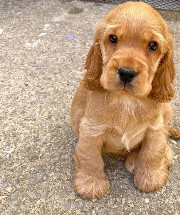 Продаються , готуються до продажу цуценята англійських спаніелів