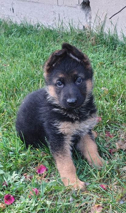 Owczarek Niemiecki -szczeniak piesek