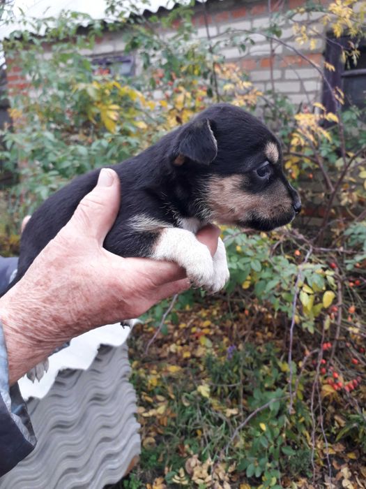 Отдам щенков Бордер-колли за символическое вознаграждение. (Метисы)