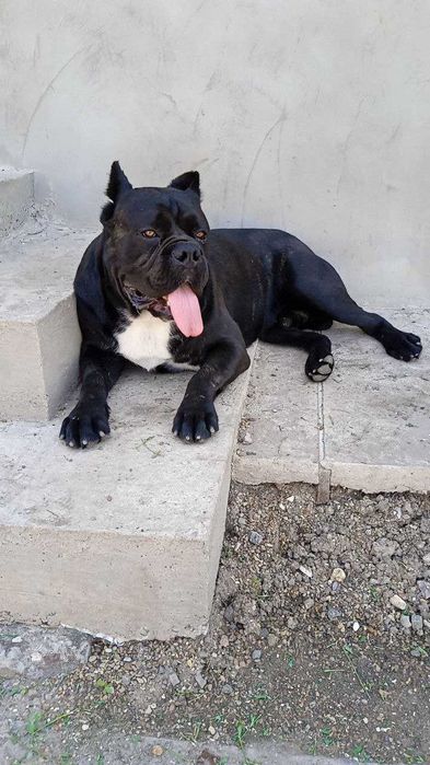 Кобель Кане-корсо вязка