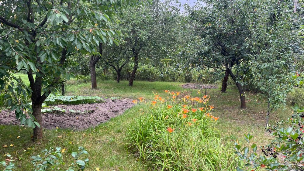 Działka ROD Malwa w Milanówku (ul. Turczynek)