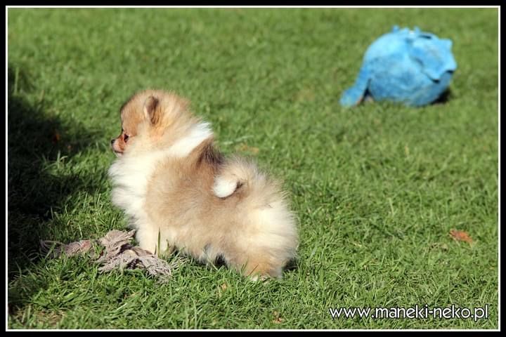 Pomeranian mini dziewczynka tricolor