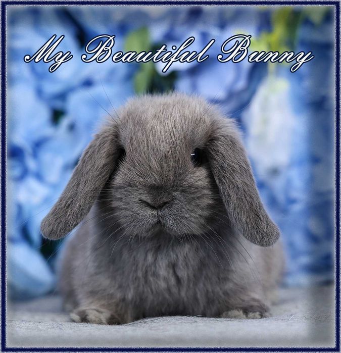 Piękny Królik Mini Lop - Blue