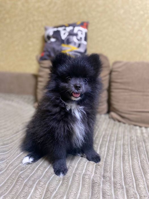 Продам Малышей Шпицов