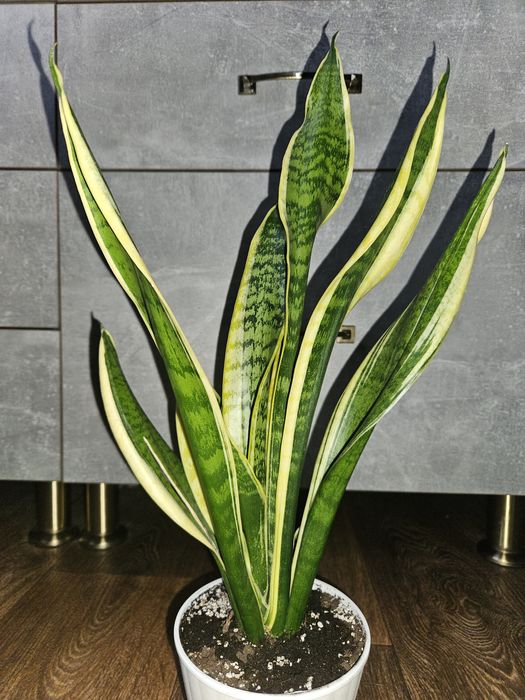 Сансевиерия футура суперба (симплекс), лауренти.