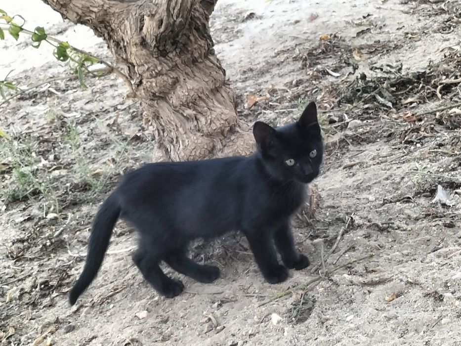 Dão-se gatinhos.