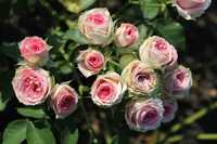 Презамовленя на осінь 2024 саженци роз (саджанці троянд) більше 150
