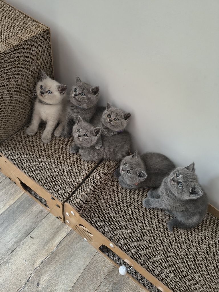 Koty brytyjskie niebieskie silver point