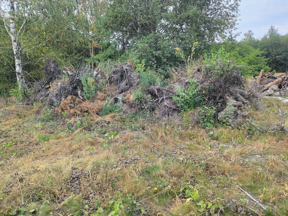 Oddam za darmo korzenie