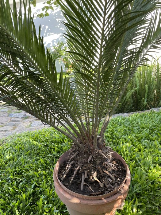 Planta Sika - estilo palmeira de cresimento lento