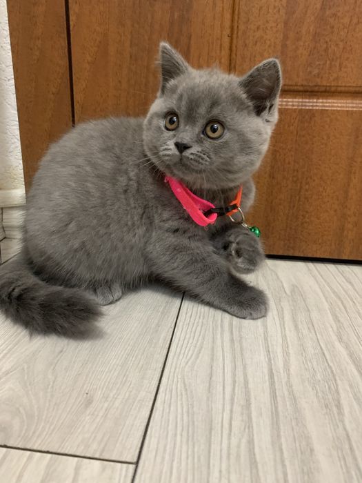 Кошечка шотландская прямоухая