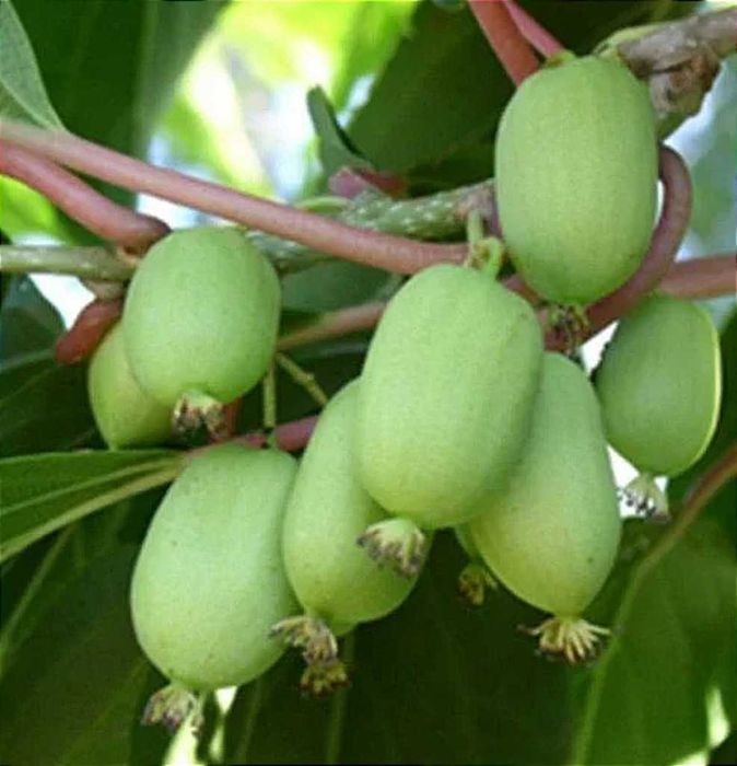 Саджанці хурми, ківі, інжир, актинідії, гранат, мигдаль,мушмула,фундук