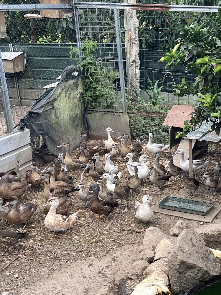 Patos ornamentais