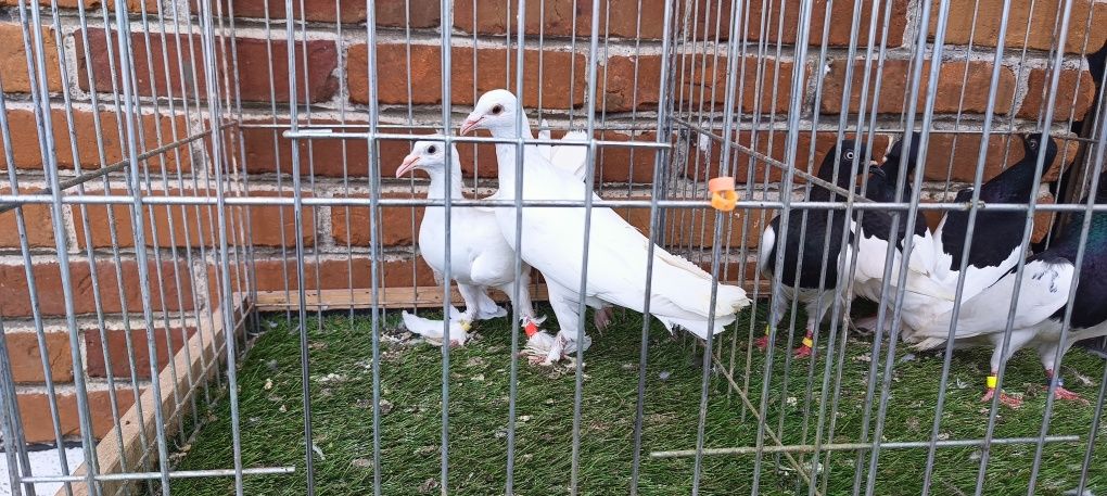 Gołębie z lotu Bociany Murzyny