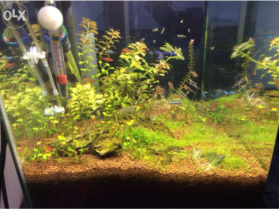 Aquario 50cm sem cantos no vidro frontal