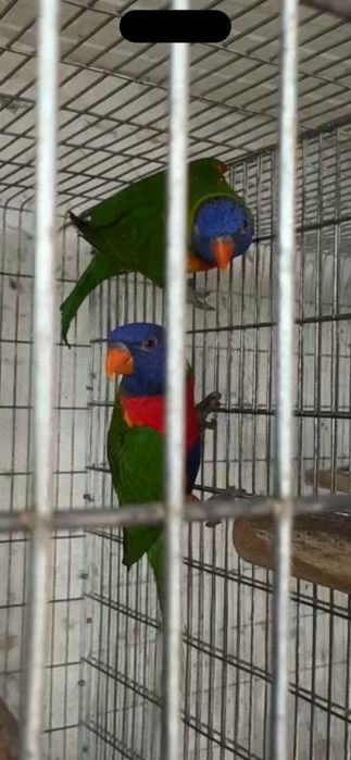 Casal de Loris malucanos reprodutor