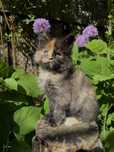 Kociak Arabella rasy Maine Coon