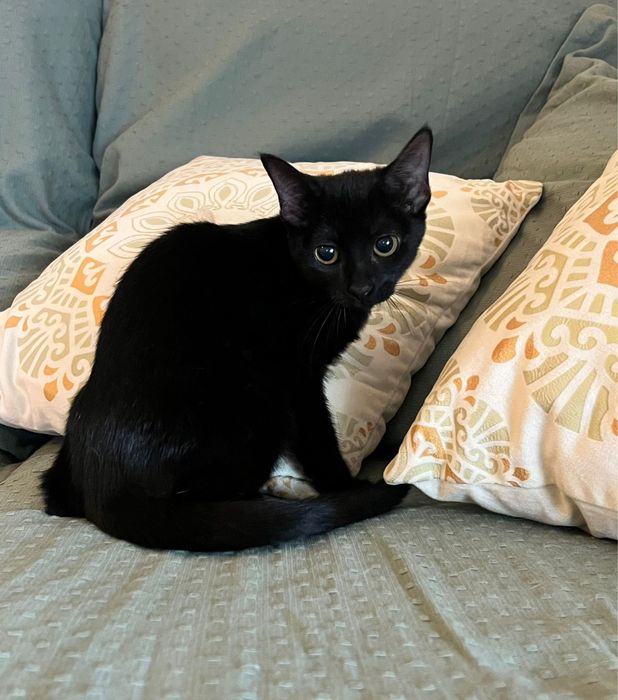 Gatinha para adoção responsável