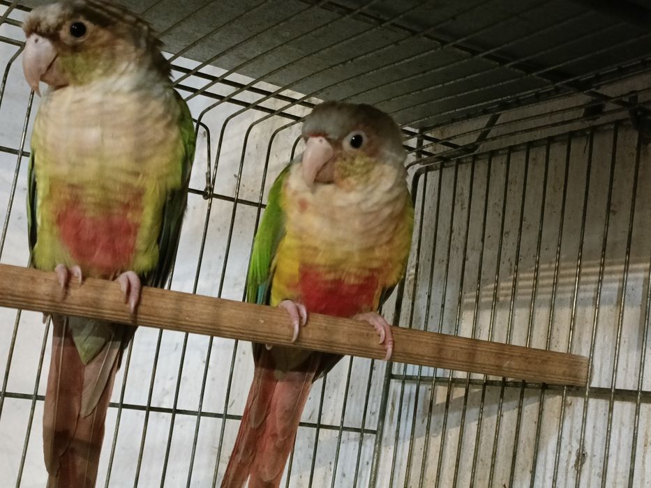 Casal pyrruras pineapples