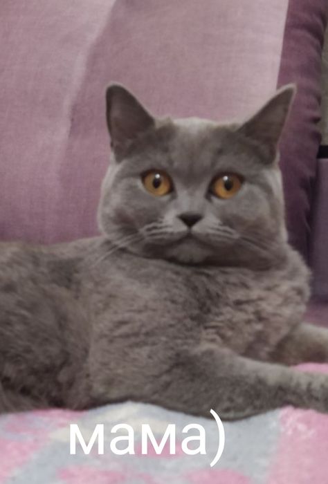 Шотландская кошечка прямоушка