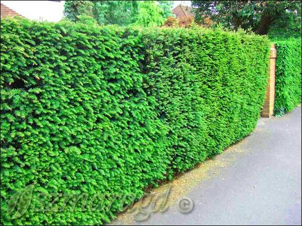 Cis Pośredni ‘Hicksii’ 30-40cm na żywopłoty