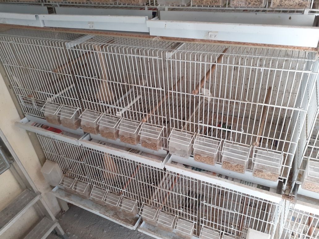 Gaiolas de 1m e de 1,2m mais uma passarinheira