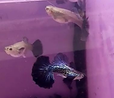 Rasowy gupik Blue dumbo half moon snakeskin