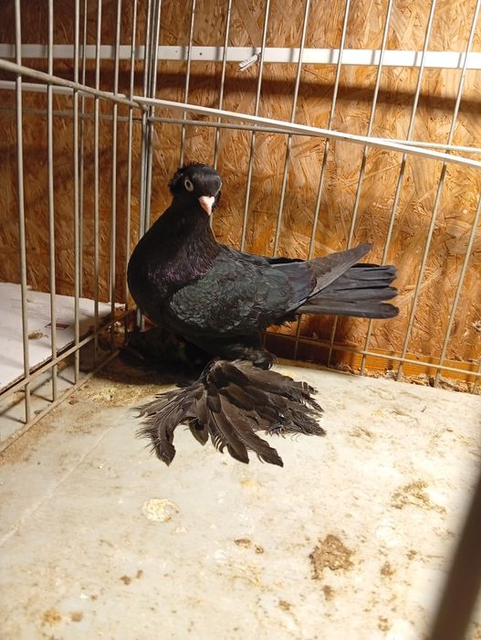 Golebie Wywrotki Blauwindry