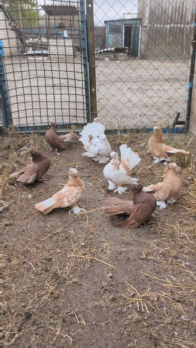 Продам  голубів , єйські голуби