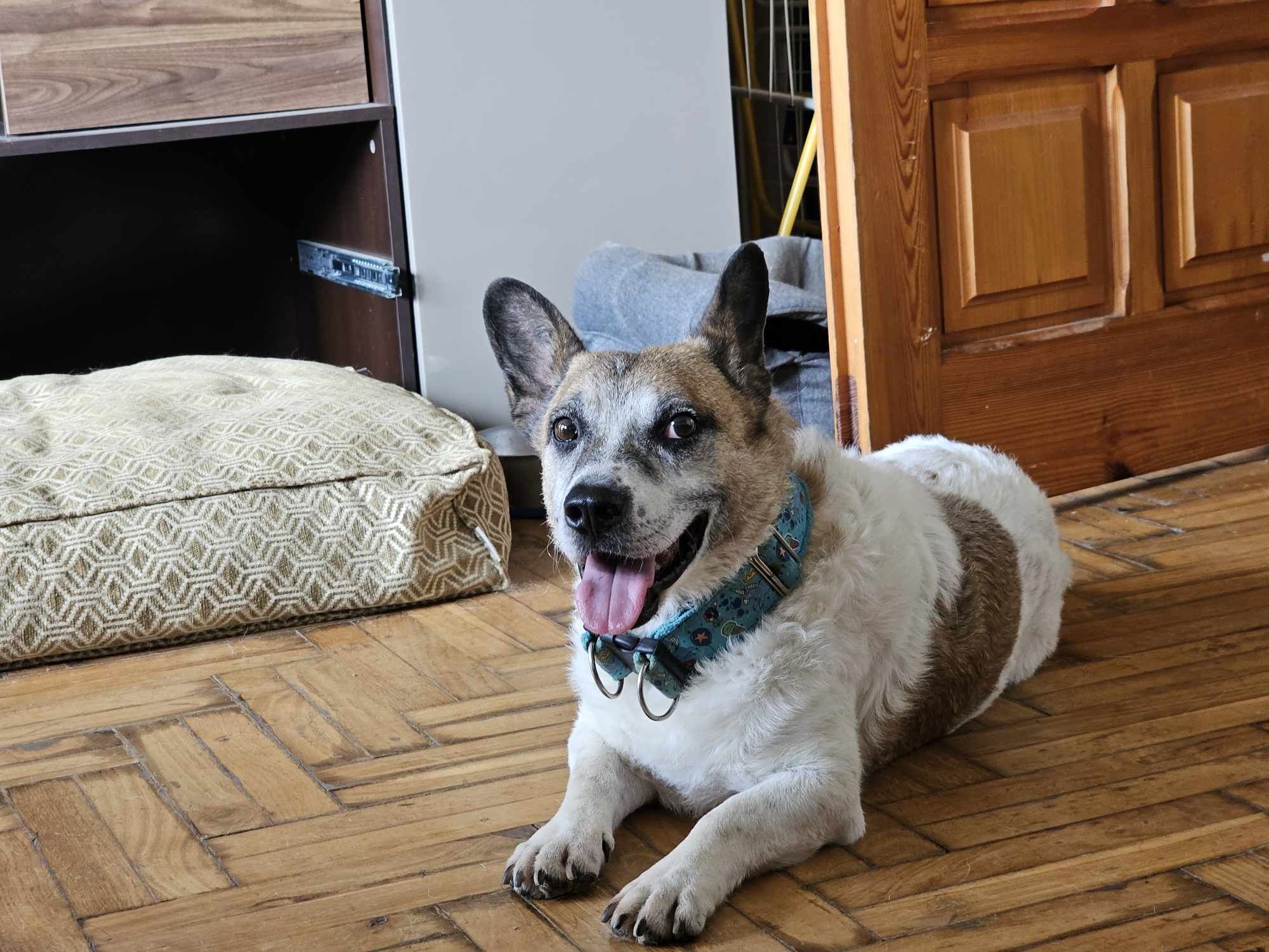 Dziadziuś w typie corgi szuka domu