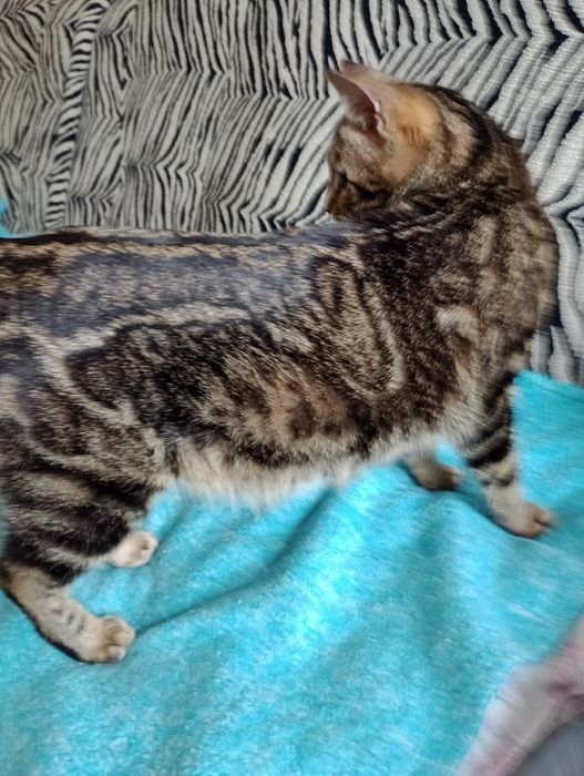 Бенгальскі кошенятка метиси