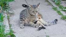 Коти двохрічні в добрі руки