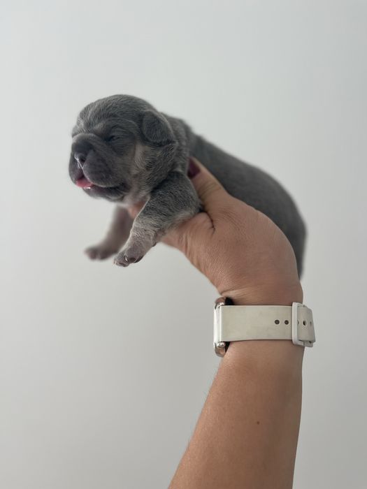 Bulldog  frances lilac  tan