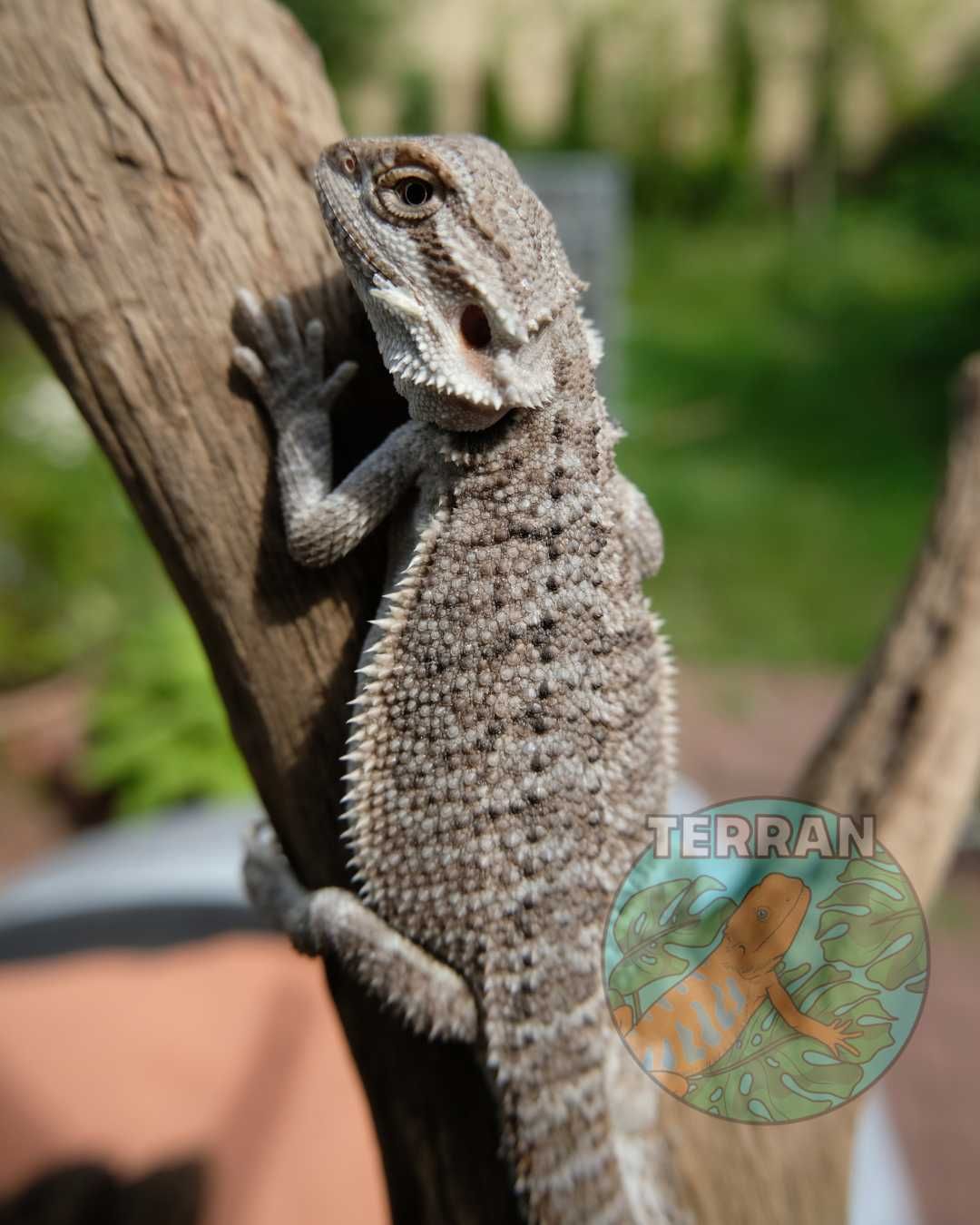 Agama Brodata - Jaszczurka dla Początkujących gekon zbożówka