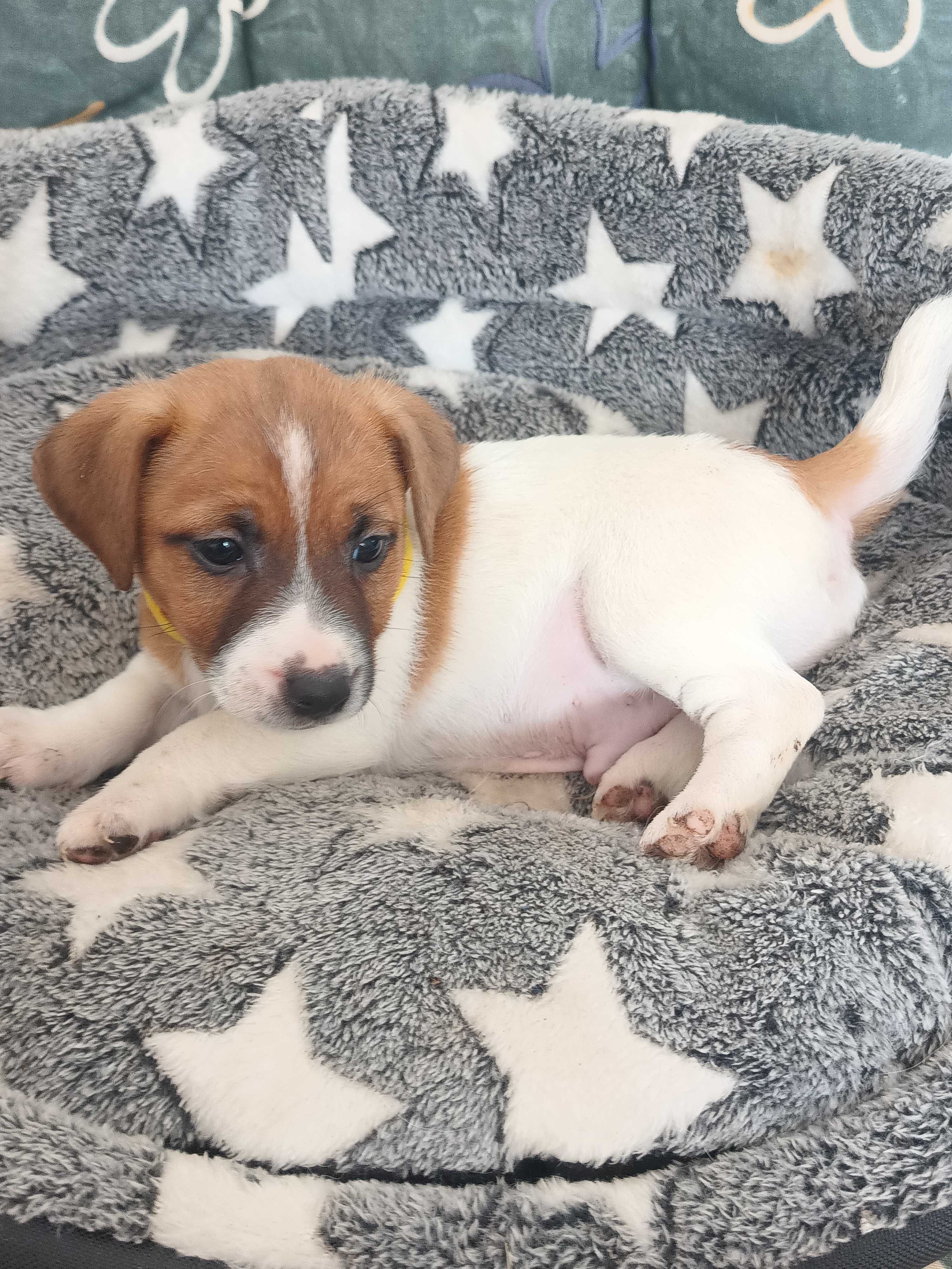 Jack Russell Terrier-Piesek Elton ( gotowy do Odbioru)