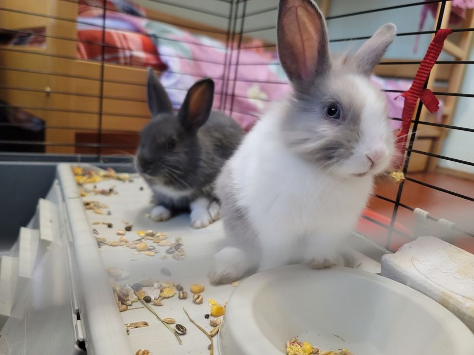 Дуже милі кролики декоративні крольчата самка та самець кролики