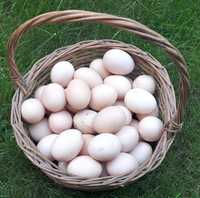 Jaja jajka kura kury z wolnego wybiegu od młodych kur niosek