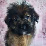 Cekinek unikatowy maluszek shih tzu szuka domu